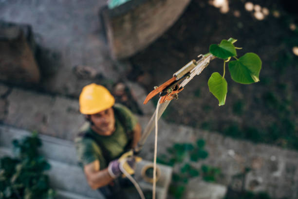 Best Tree Risk Assessment  in Five Points, NC